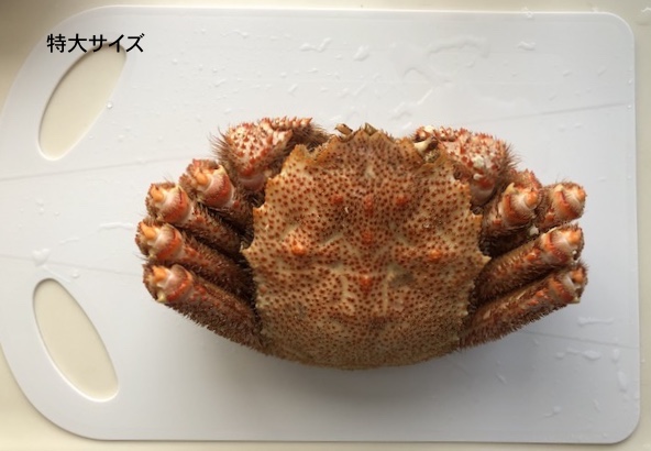 f:id:hatsuharupon:20210611101631j:plain