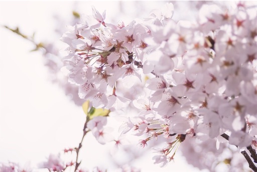 f:id:hatsune0303:20190419233620j:image