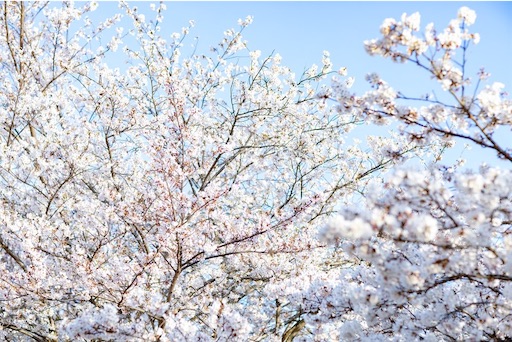 f:id:hatsune0303:20190419233648j:image