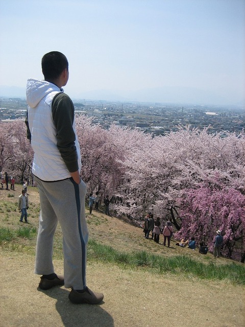 長野の桜