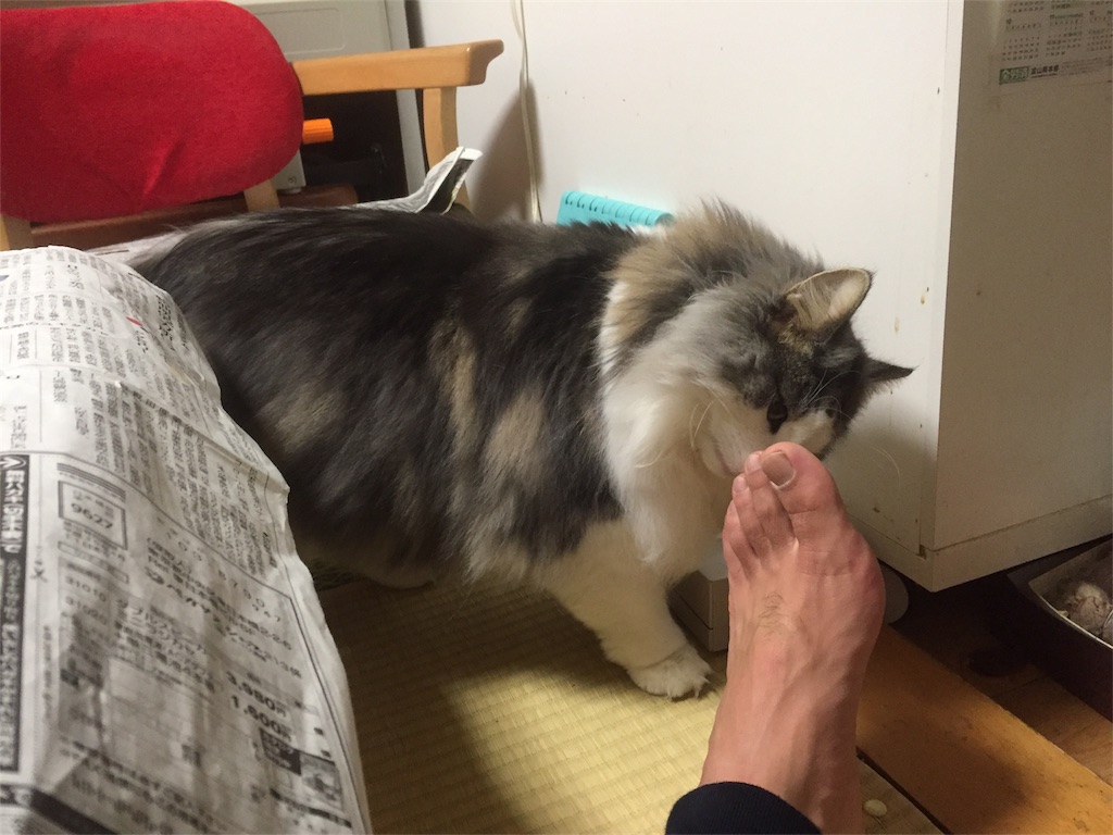 f:id:hattorinoboru:20170527083953j:image f:id:hattorinoboru:20170527083953j:image