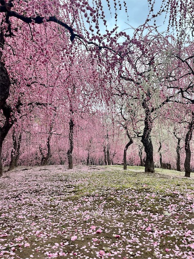 f:id:hattyakekokko:20250316103400j:image