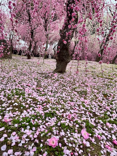 f:id:hattyakekokko:20250316103420j:image