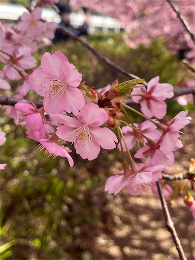 f:id:hattyakekokko:20250324104737j:image