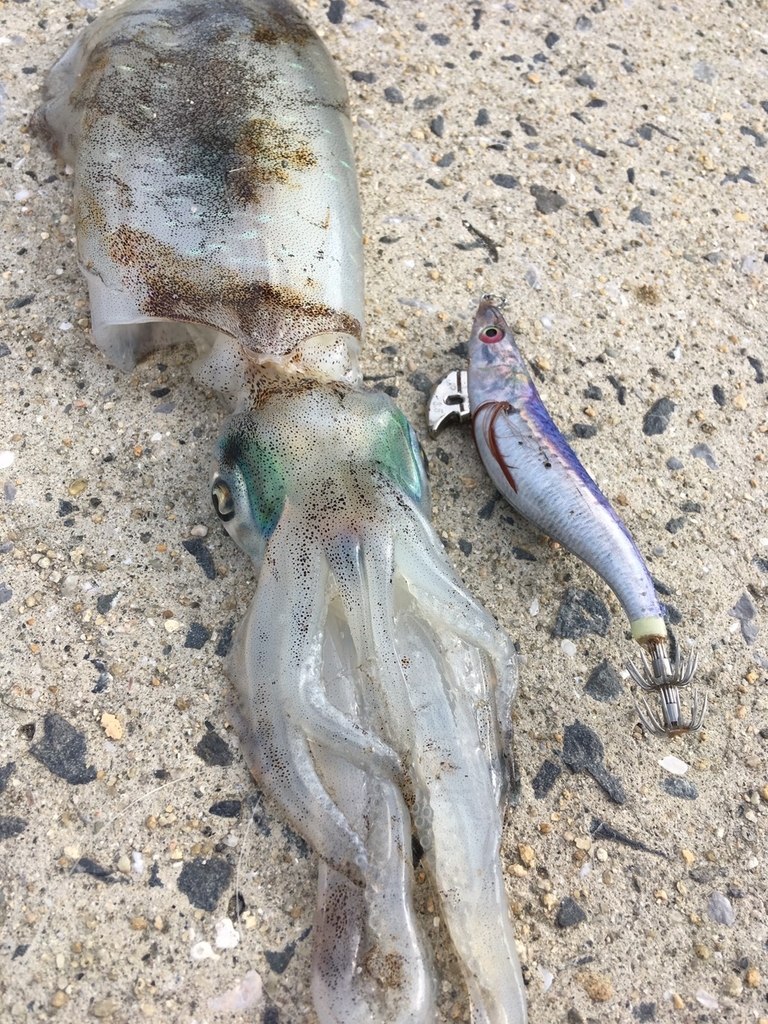 天草 通詞島 エギング釣果 九州 熊本 大学生釣りブログ 天草 通詞島 エギング釣果 九州 熊本 大学生釣りブログ