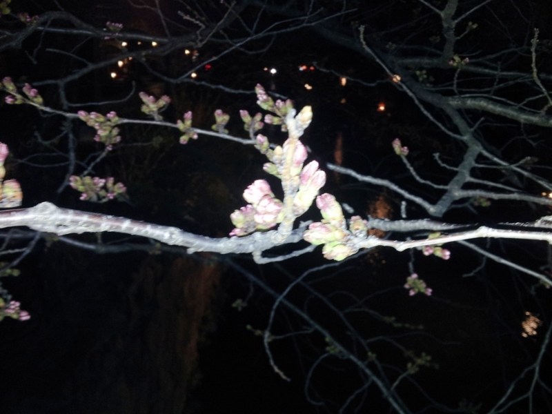 f:id:haucomi:20120329202415j:image:w360