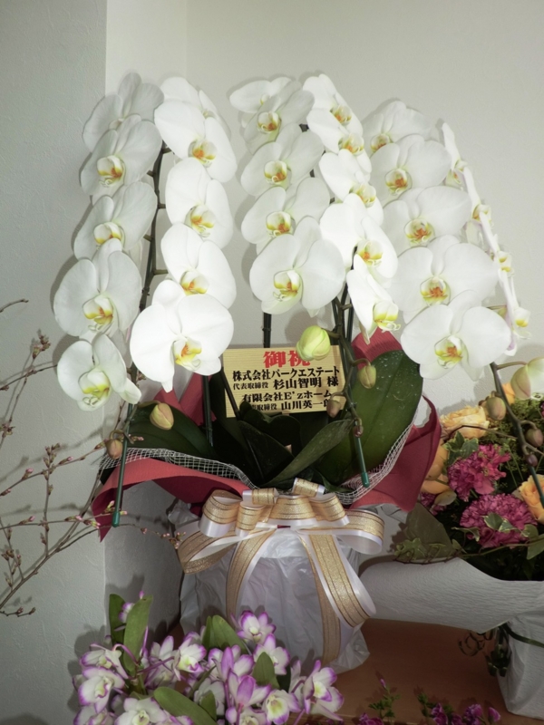 f:id:haucomi:20120330135150j:image:w360