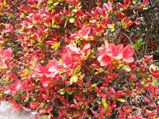 f:id:haucomi:20120425112248j:image:w360