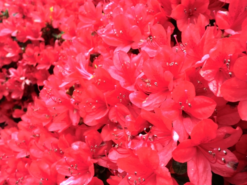 f:id:haucomi:20120501141715j:image:w360