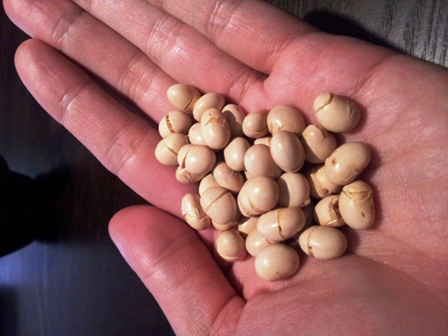 f:id:haucomi:20130203222423j:image:w360