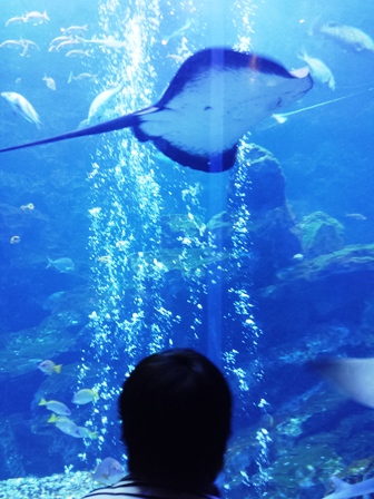 f:id:haucomi:20130612153750j:image:w360