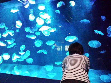 f:id:haucomi:20130612155628j:image:w360
