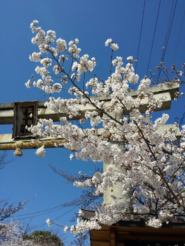 f:id:haucomi:20140331100939j:image:w360