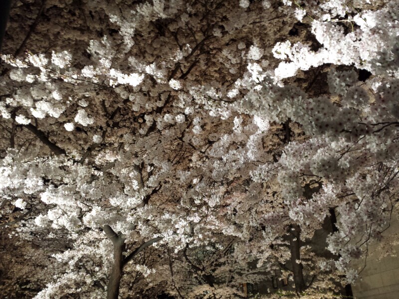 f:id:haucomi:20140403201437j:image:w360