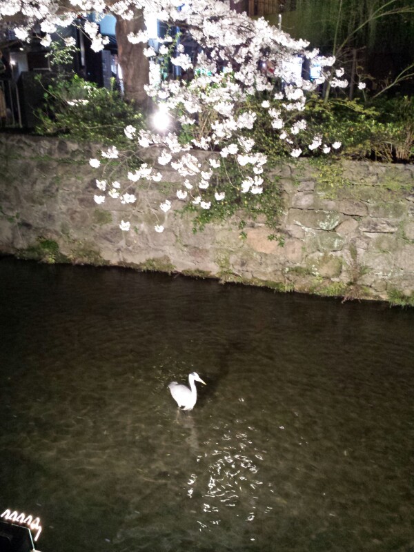 f:id:haucomi:20140403212558j:image:w360