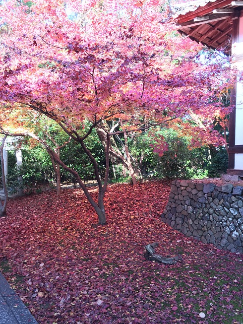 f:id:haucomi:20141130123746j:image:w500