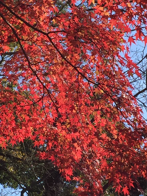 f:id:haucomi:20141204084312j:image:w360 f:id:haucomi:20141204084312j:image:w360