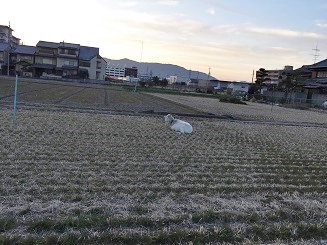 f:id:haucomi:20150216180536j:image:w360