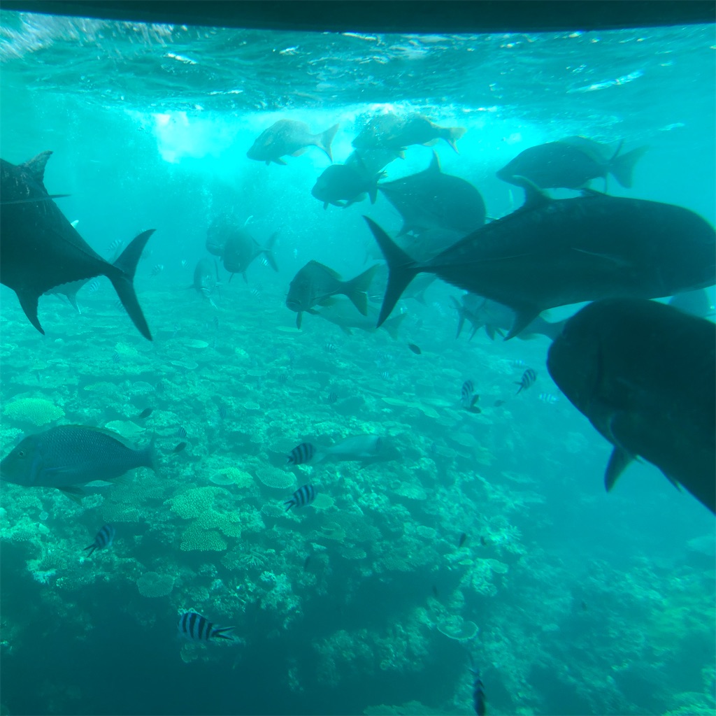 f:id:haucomi:20201014194340j:image