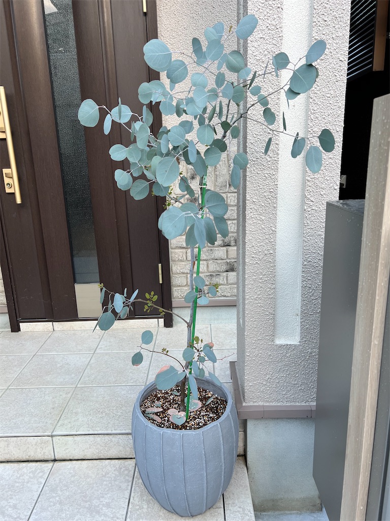 f:id:haucomi:20220722083545j:image