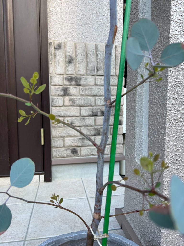 f:id:haucomi:20220722083615j:image