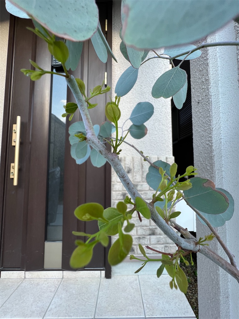 f:id:haucomi:20220722083622j:image