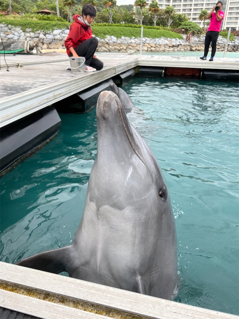 f:id:haucomi:20221019142743j:image