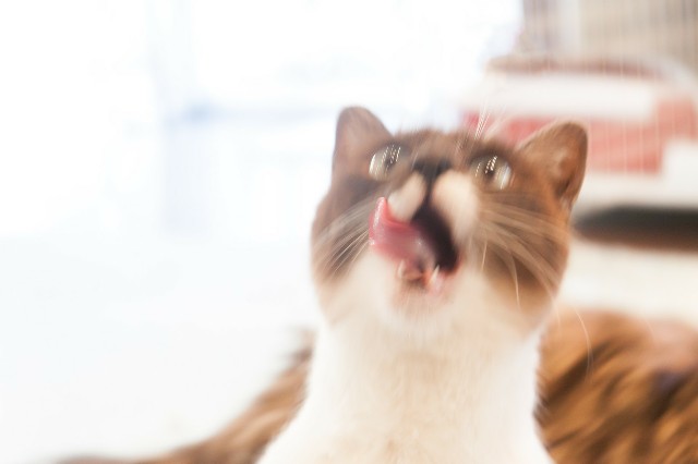 f:id:hauhau918:20190217221301j:image