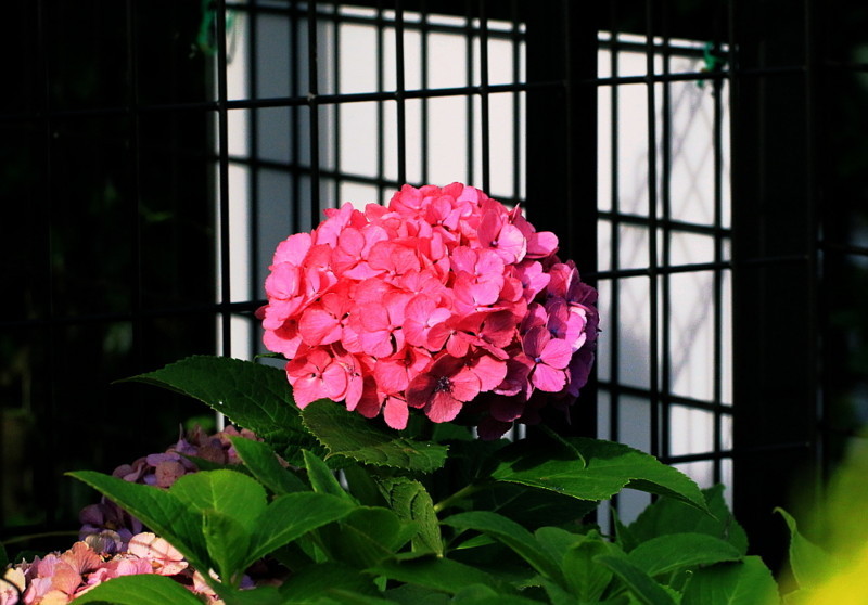 f:id:hauza_2s:20160626065320j:image