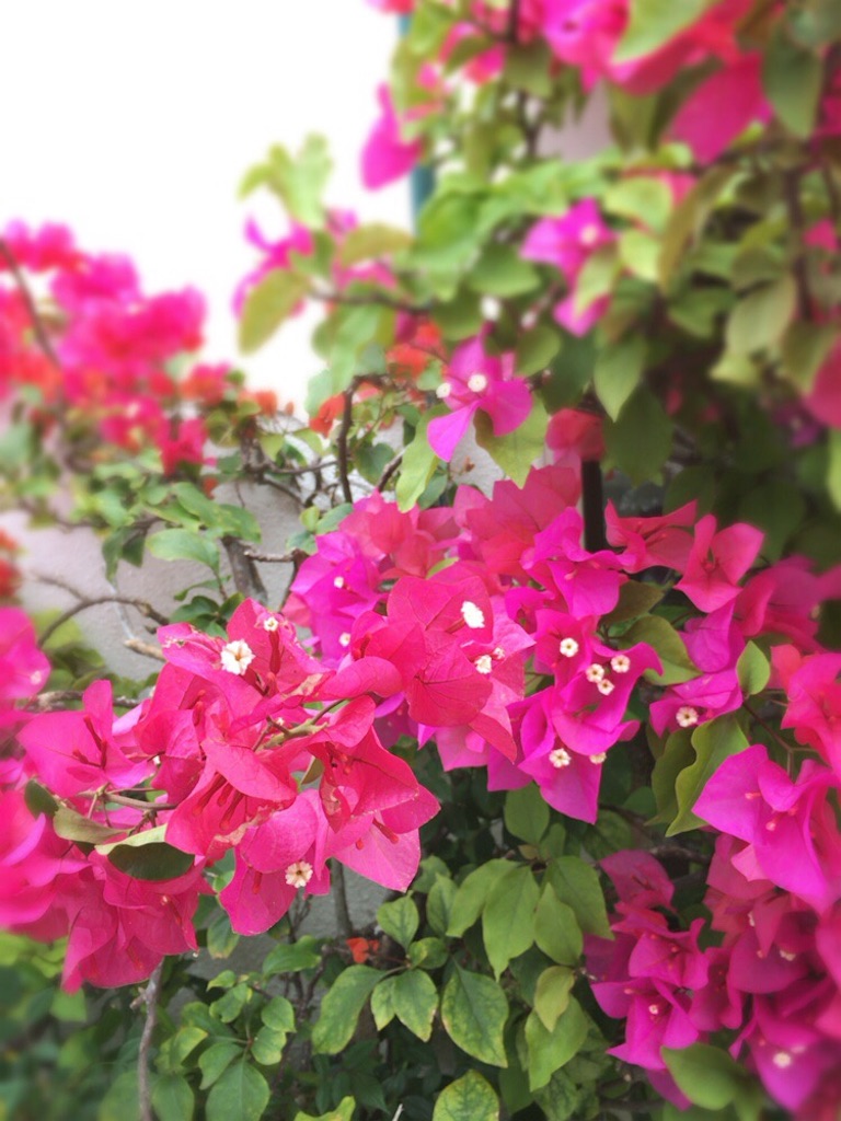 f:id:havana0620:20180518171235j:image