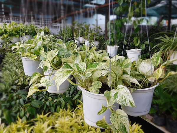 f:id:havicopotteryvn:20181029170104j:plain