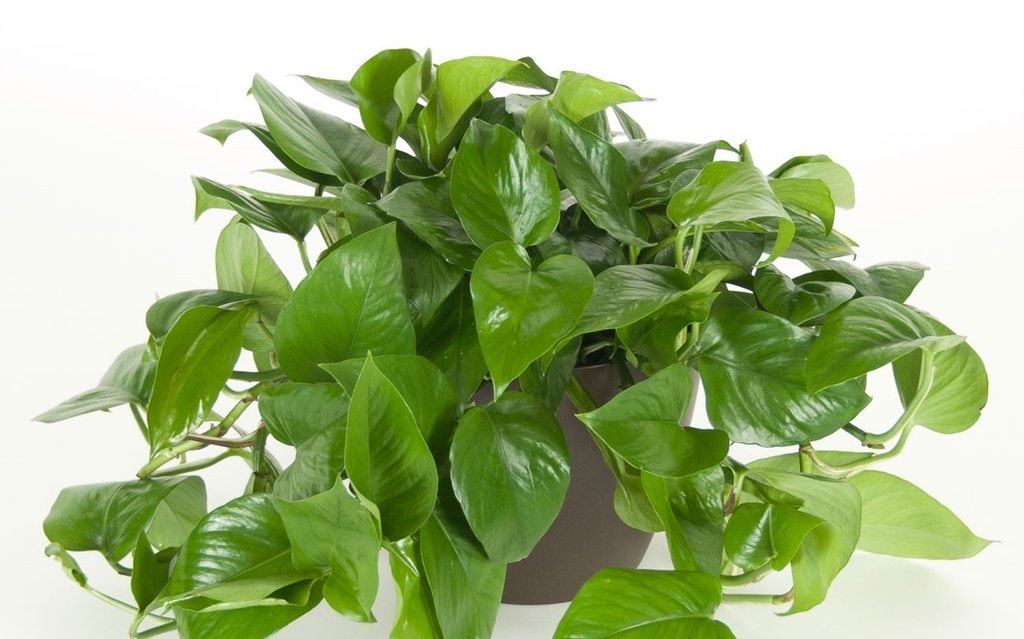 f:id:havicopotteryvn:20181029170120j:plain