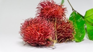 f:id:hawaii881:20190426125331j:plain f:id:hawaii881:20190426125331j:plain