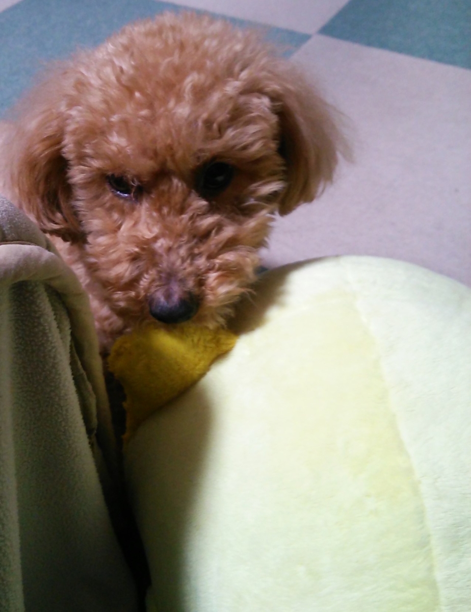 f:id:hawaiianquiltsai:20190606095114j:plain f:id:hawaiianquiltsai:20190606095114j:plain