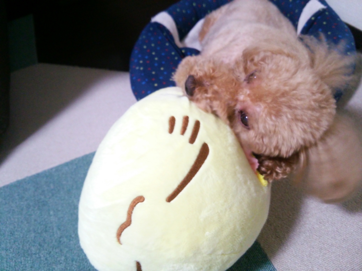 犬が足をなめるのをやめないと私がノイローゼになりそうです 主婦の隙間時間いろいろ 犬が足をなめるのをやめないと私がノイローゼになりそうです 主婦の隙間時間いろいろ