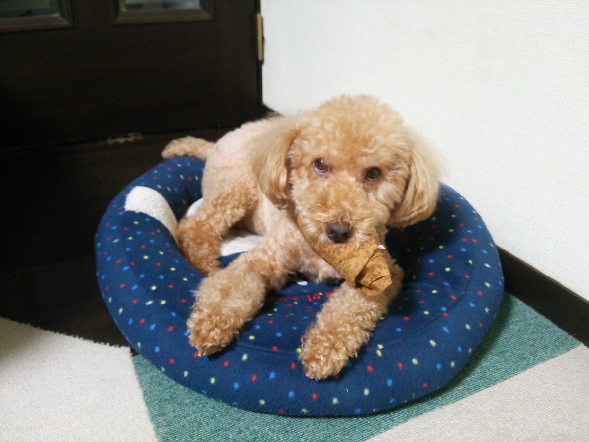 犬が足をなめるのをやめないと私がノイローゼになりそうです 主婦の隙間時間いろいろ 犬が足をなめるのをやめないと私がノイローゼになりそうです 主婦の隙間時間いろいろ