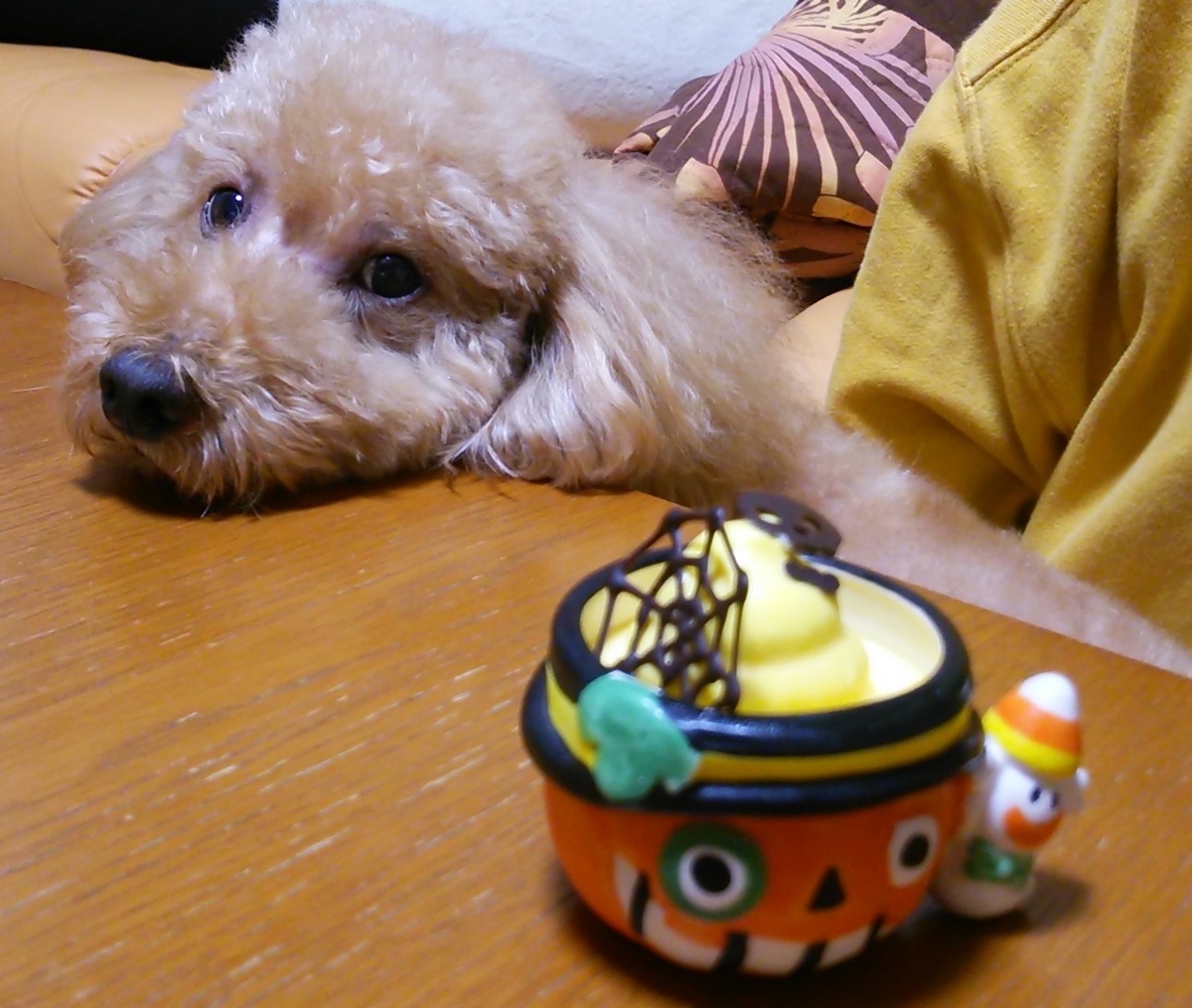 f:id:hawaiianquiltsai:20191129101933j:plain f:id:hawaiianquiltsai:20191129101933j:plain