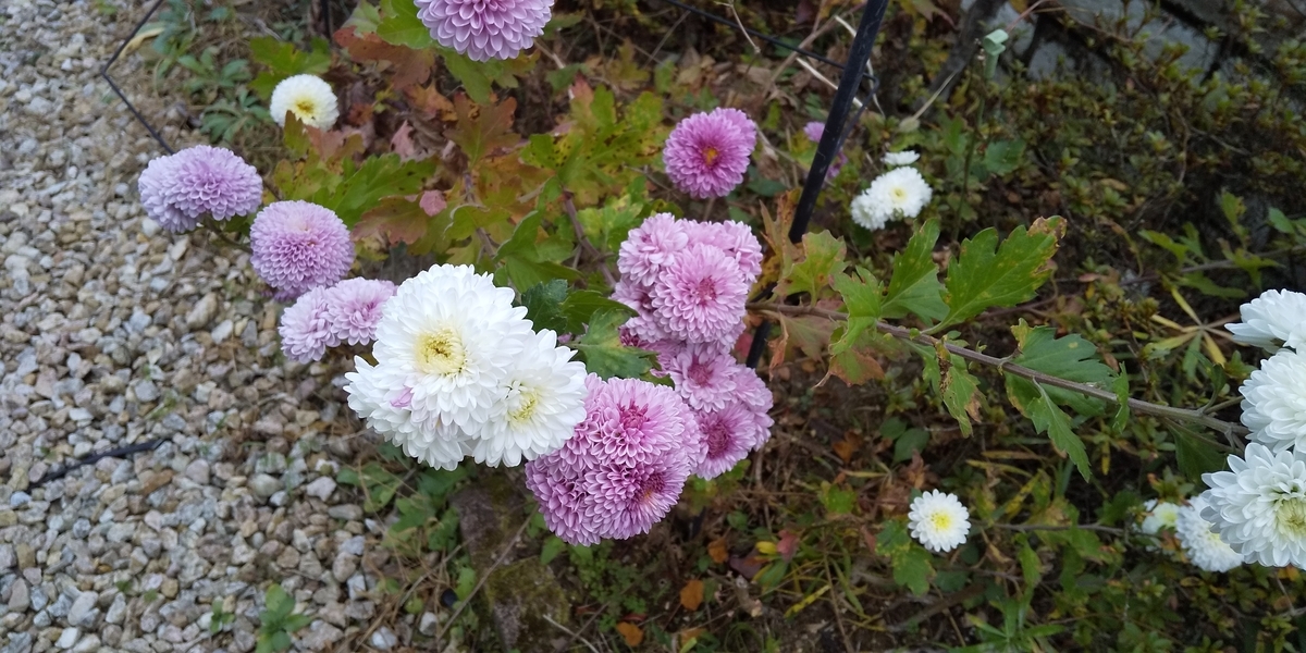 f:id:hawaiianquiltsai:20191211104442j:plain f:id:hawaiianquiltsai:20191211104442j:plain