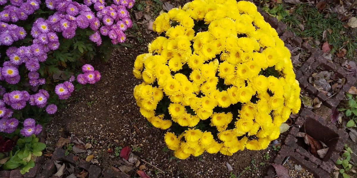 f:id:hawaiianquiltsai:20191211104458j:plain f:id:hawaiianquiltsai:20191211104458j:plain