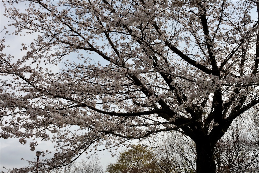 f:id:hawaiiansix:20250417230328j:image