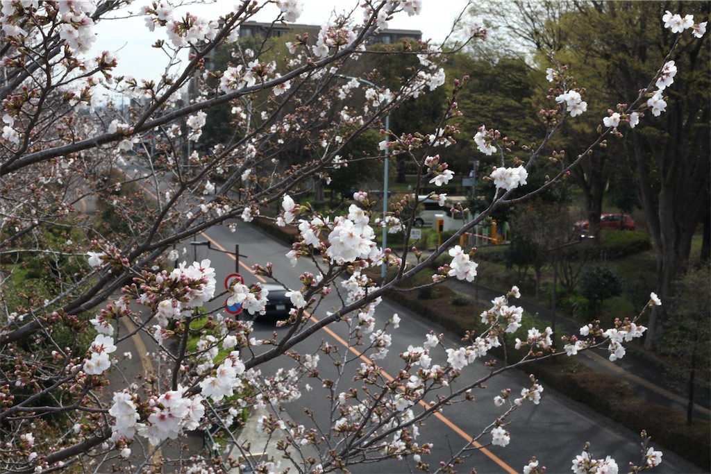 f:id:hawaiiansix:20250417230331j:image