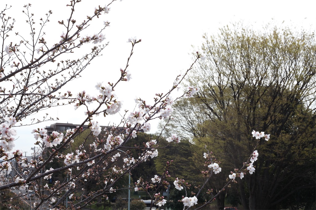 f:id:hawaiiansix:20250417230335j:image