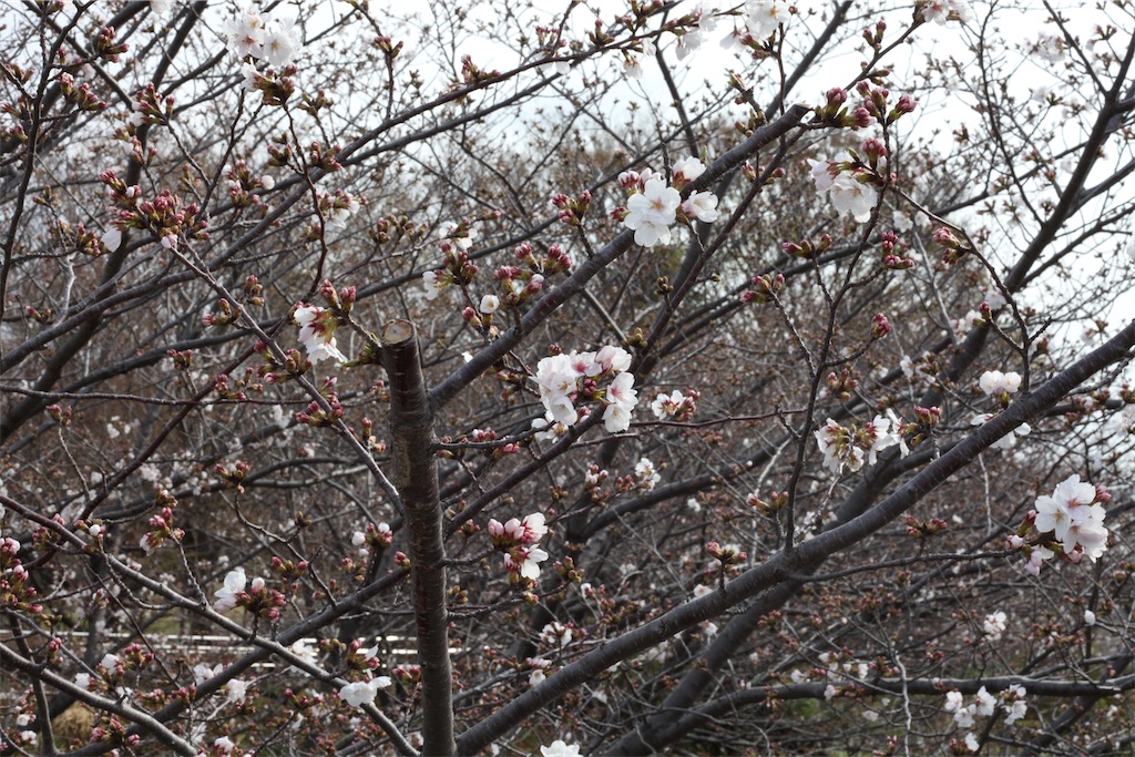 f:id:hawaiiansix:20250417230339j:image