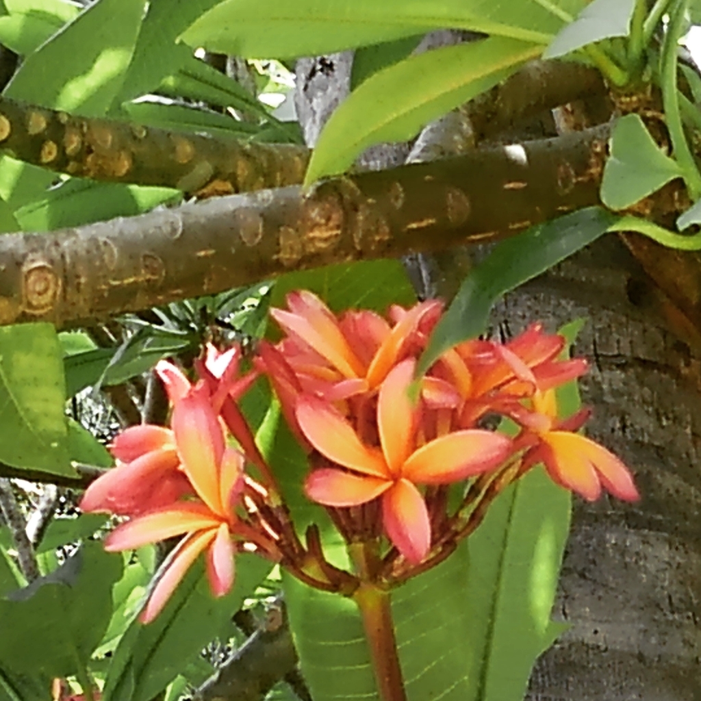 f:id:hawaiiphotogallery:20190216115303j:plain