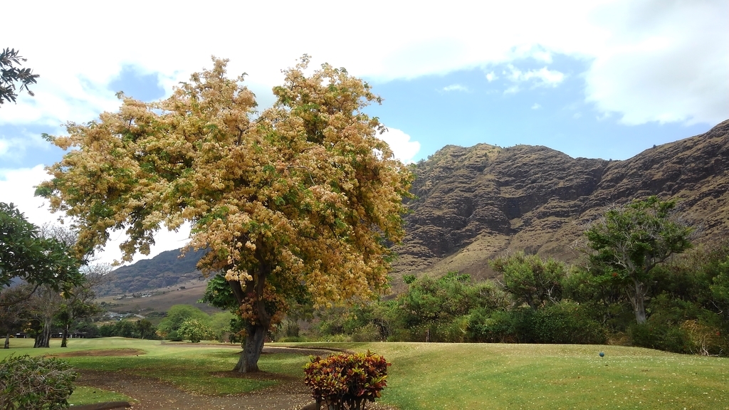 f:id:hawaiiphotogallery:20190216122740j:plain