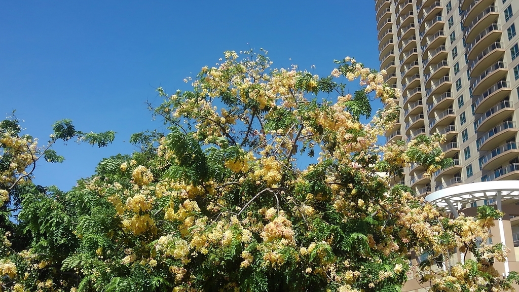 f:id:hawaiiphotogallery:20190216122829j:plain