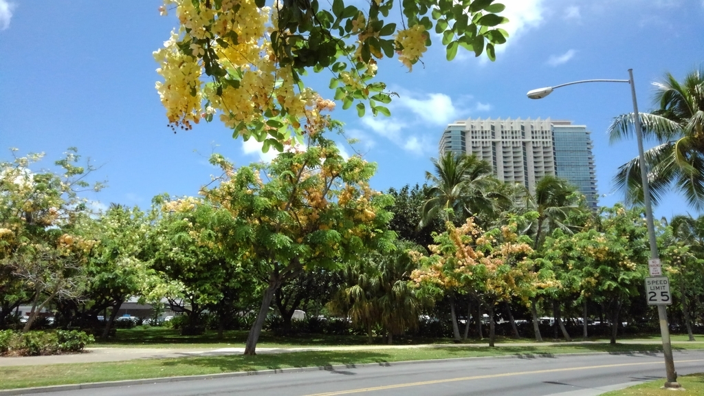 f:id:hawaiiphotogallery:20190216123219j:plain