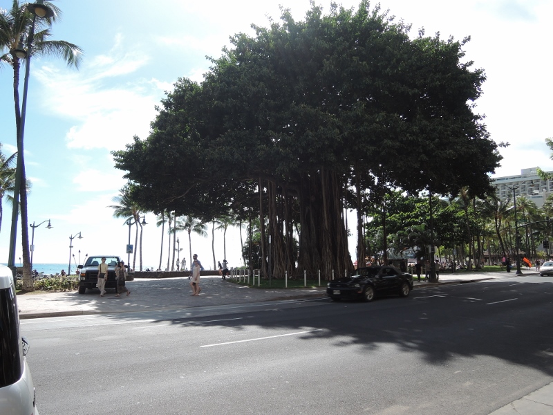 f:id:hawaiira-men:20190311175644j:plain f:id:hawaiira-men:20190311175644j:plain