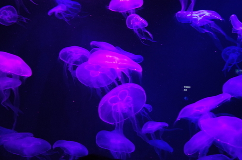 f:id:hawaiira-men:20190731205521j:plain f:id:hawaiira-men:20190731205521j:plain