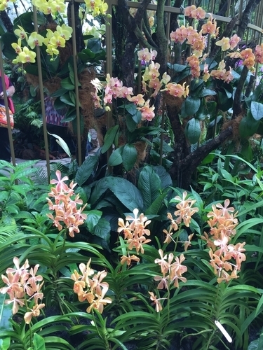 f:id:hawaiira-men:20190731233926j:plain f:id:hawaiira-men:20190731233926j:plain
